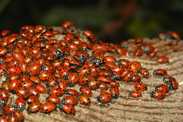 Ladybugs are everywhere!